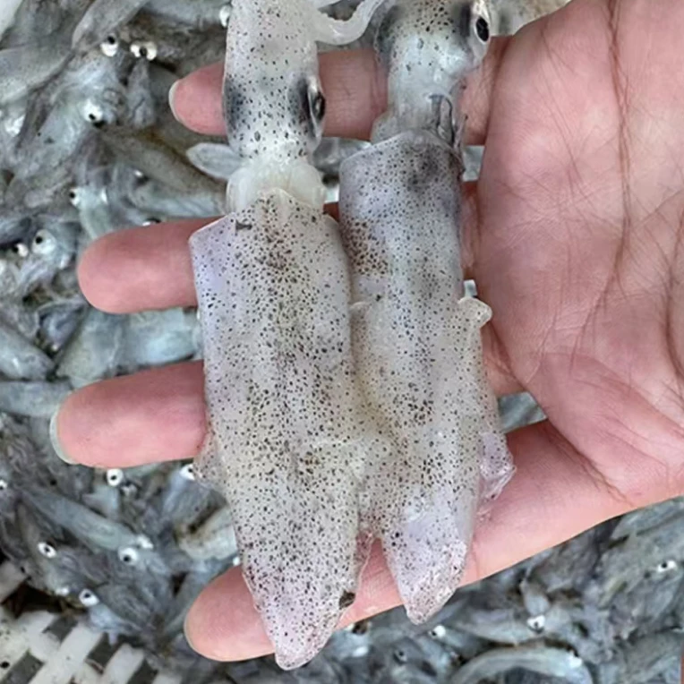 野生海兔比管鱼新鲜冷冻发货