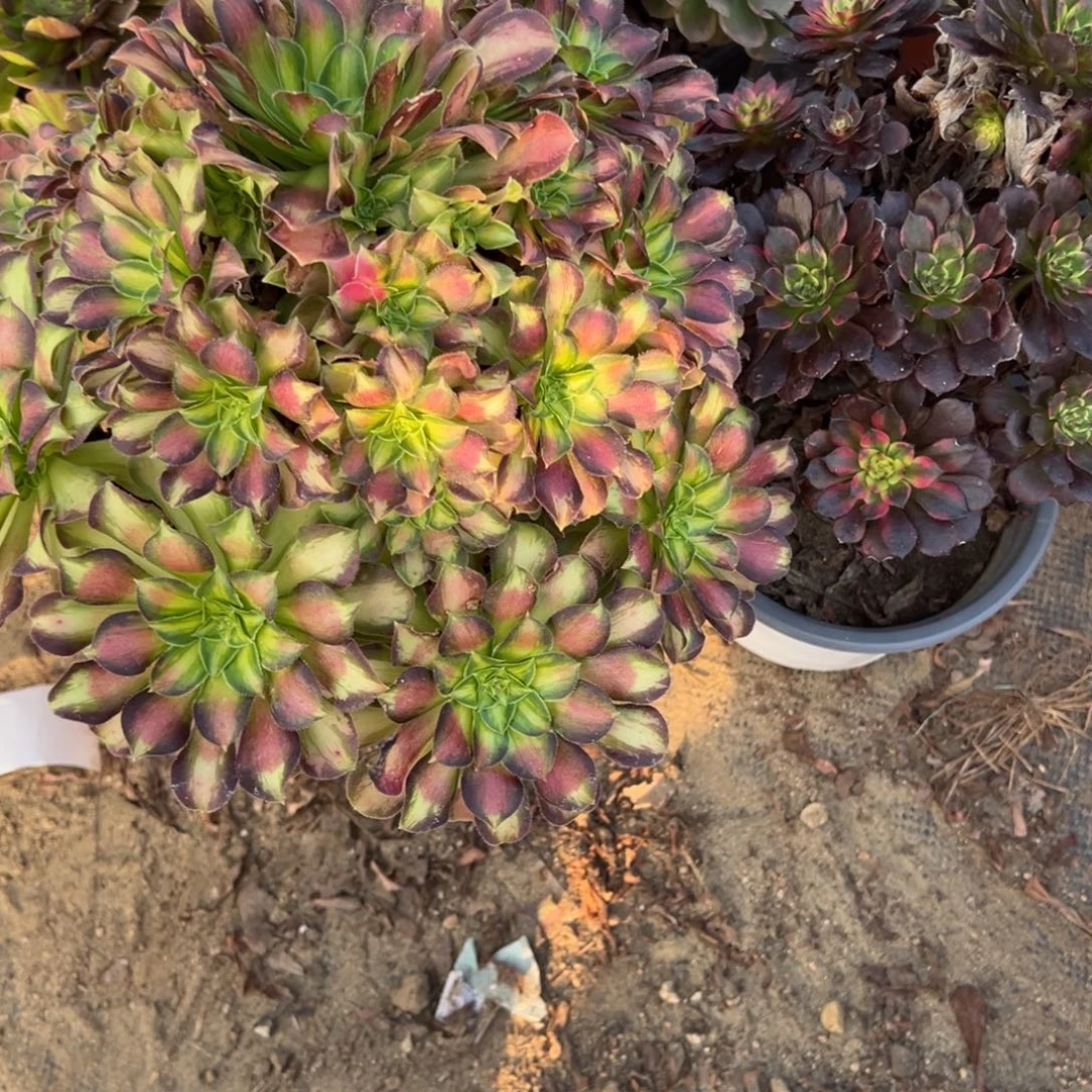 338韶华多肉植物法师多肉