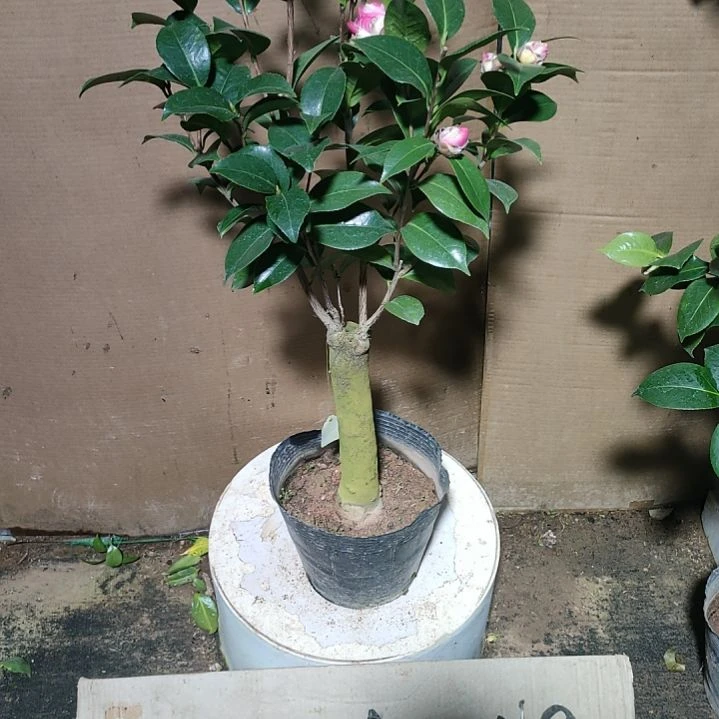 762喜悦，原盆原土发货，不包邮