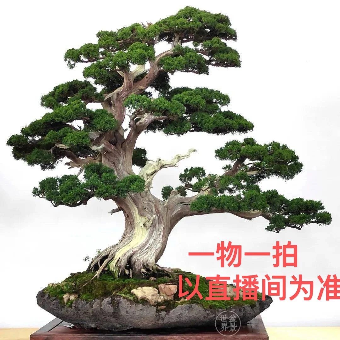 精品盆景一物一拍2