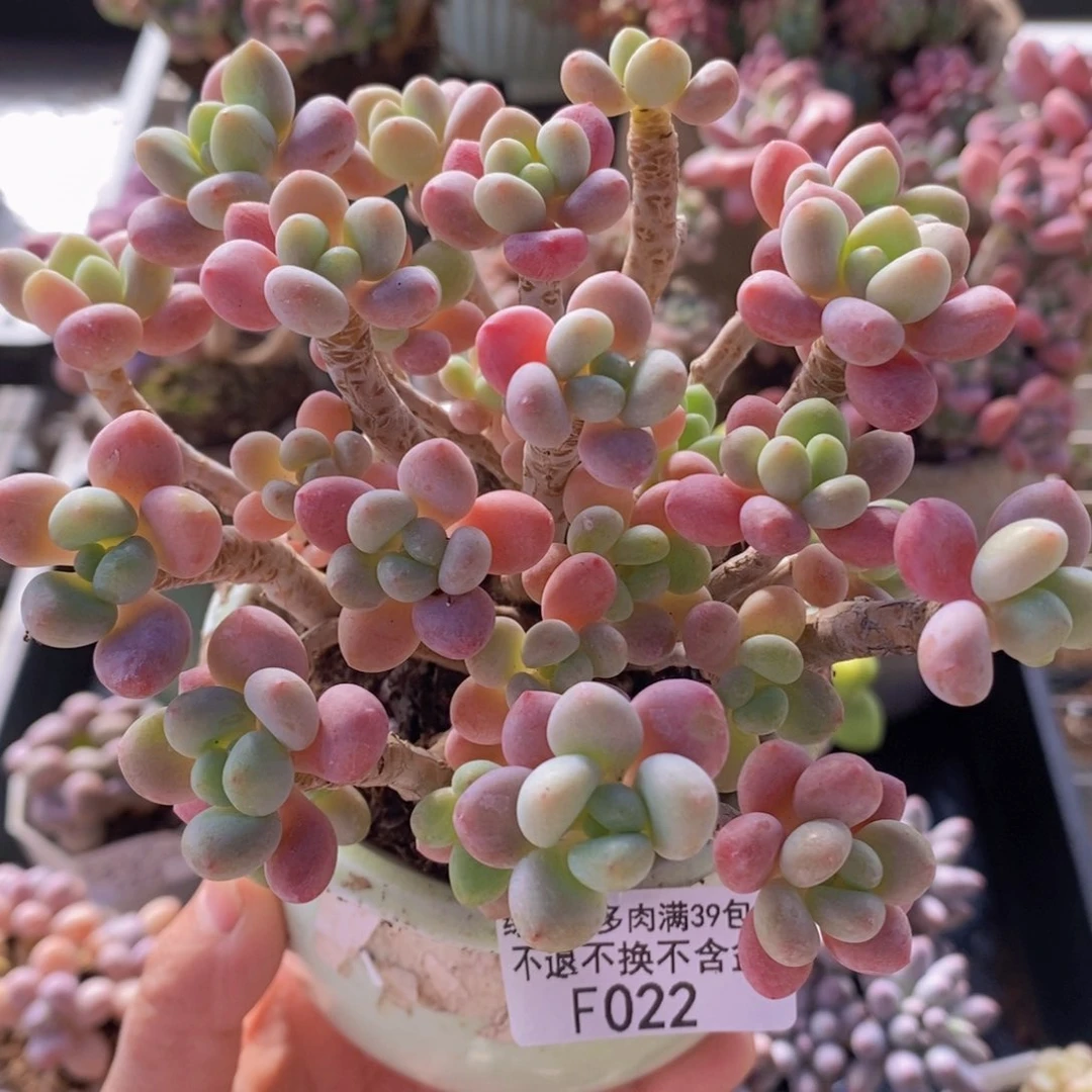 鱼子酱老桩12cm1022多肉植物
