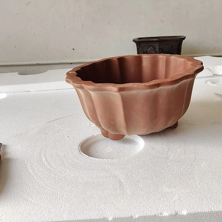 陶瓷花盆老桩金弹子盆景，