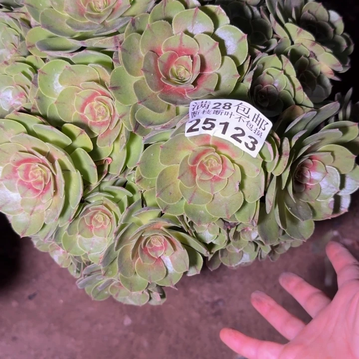 25123万拉丝多肉植物