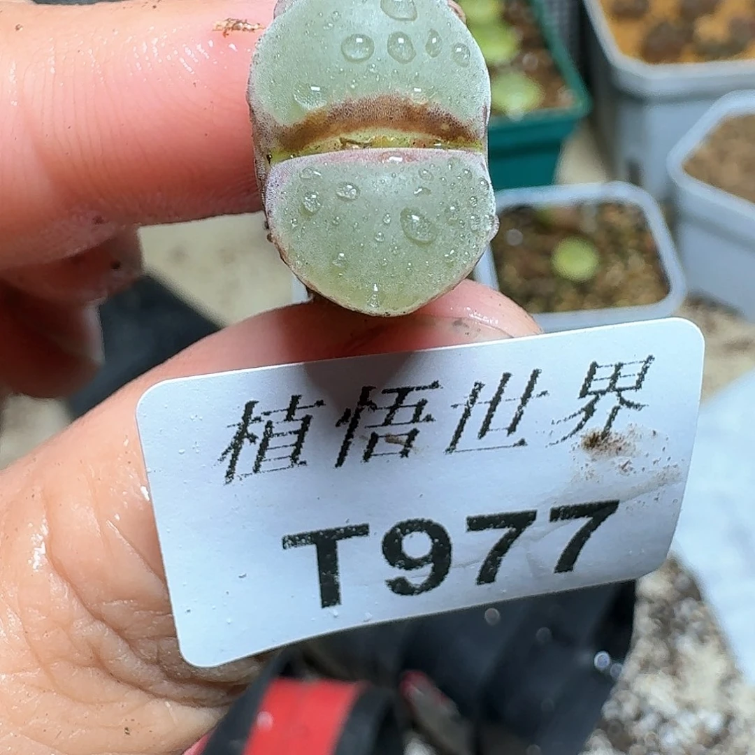 977盒多肉植物哇cv