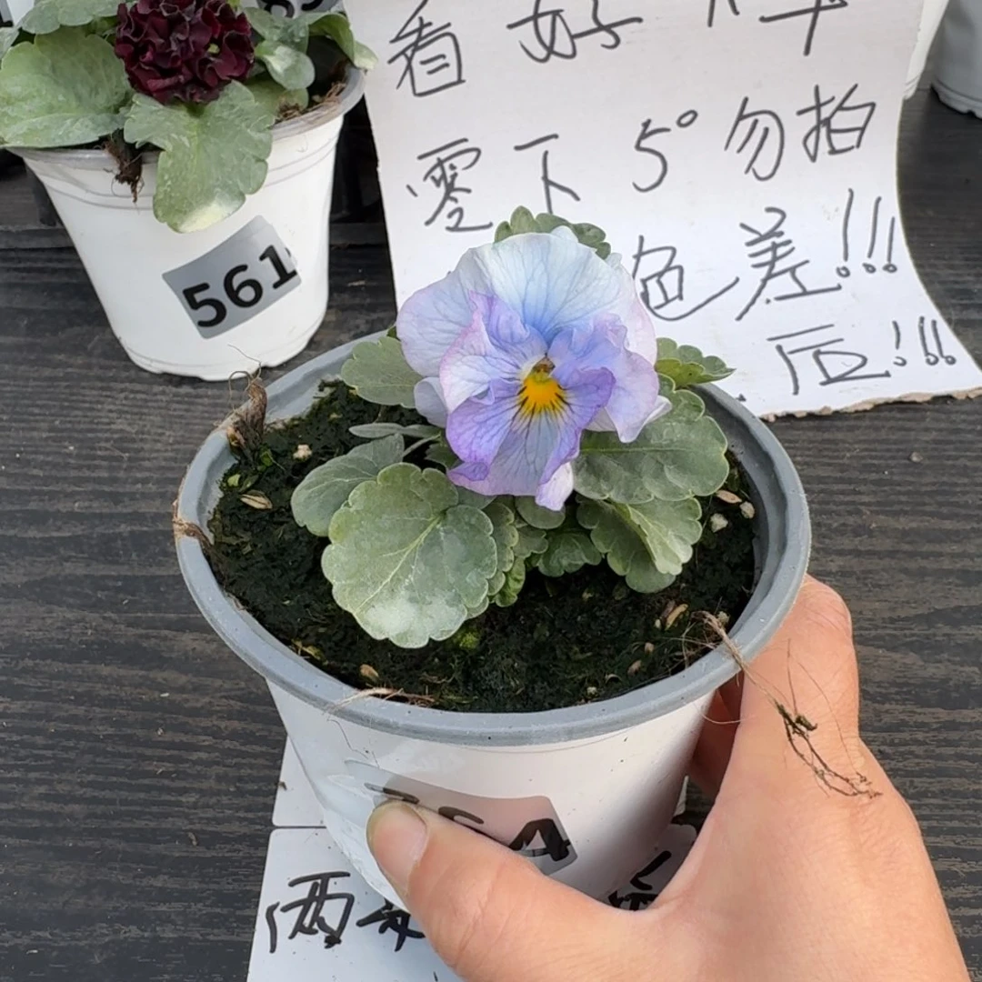 全部花朵764号希尔4