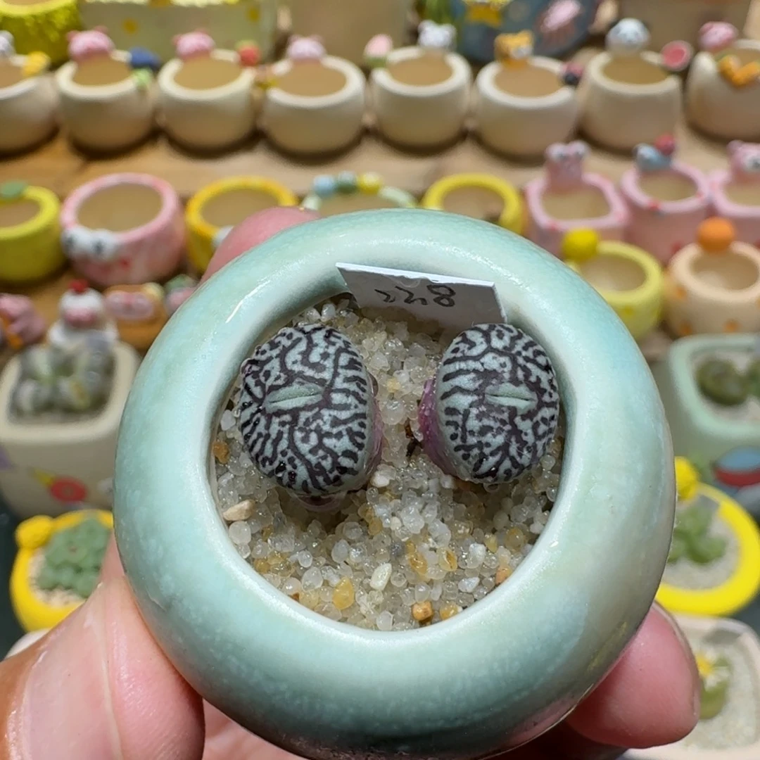 蘑菇1254墨墨墨墨墨