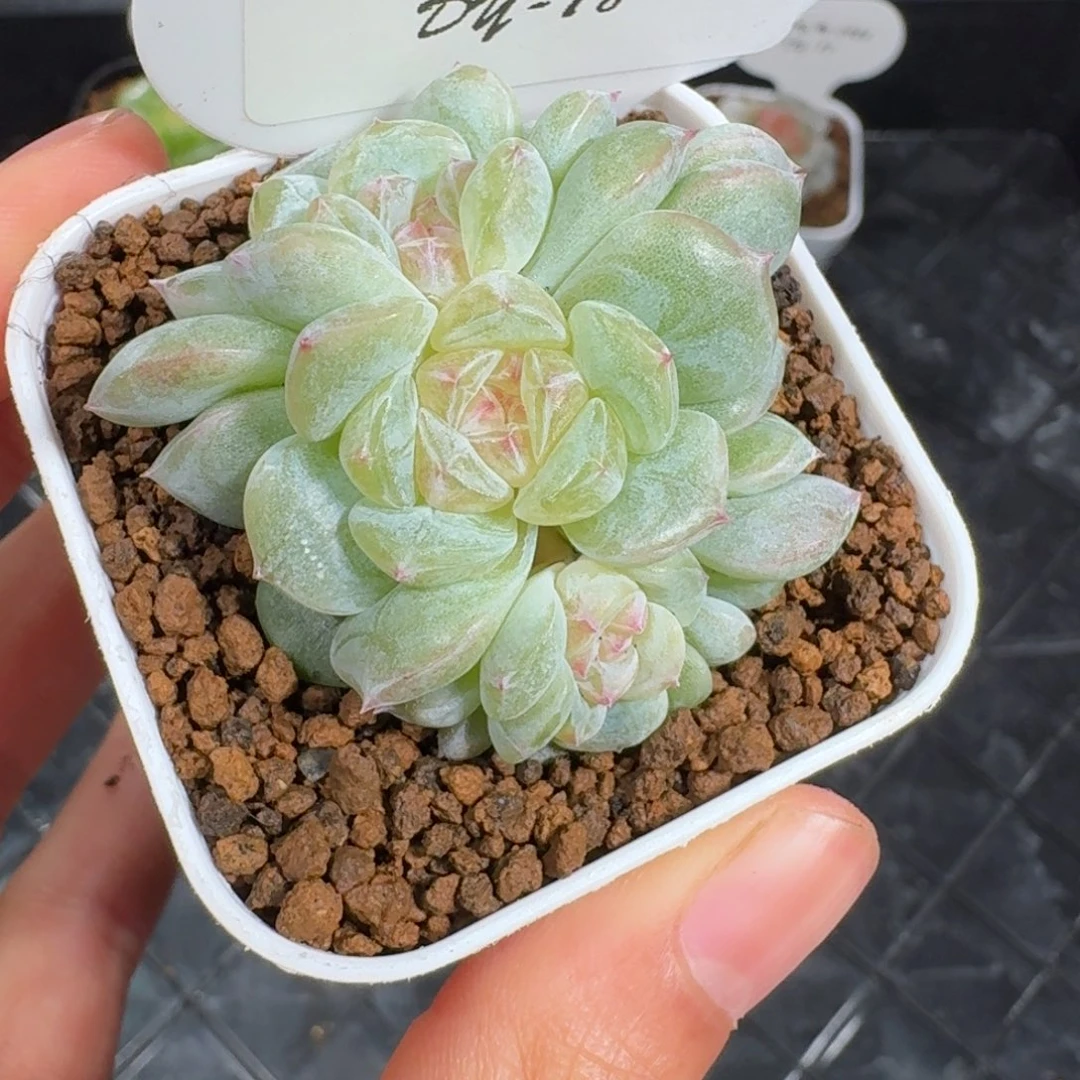 0924-78-芳草一三头