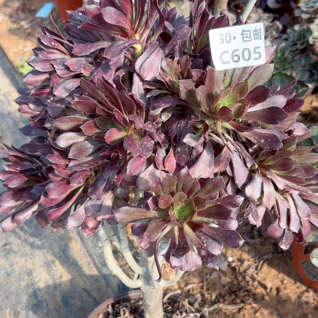 605 黑发多肉法师