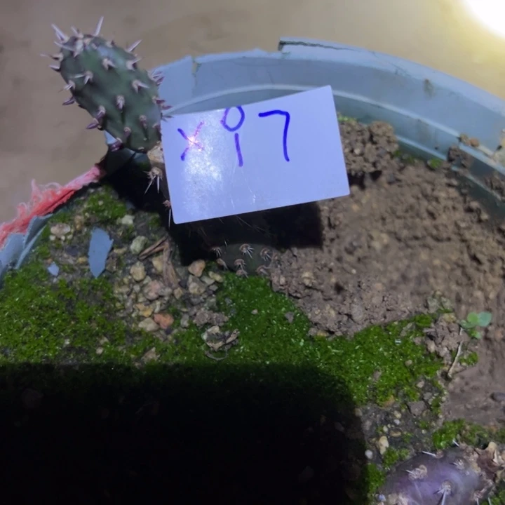 永***福X97黑骑士仙人掌一颗20