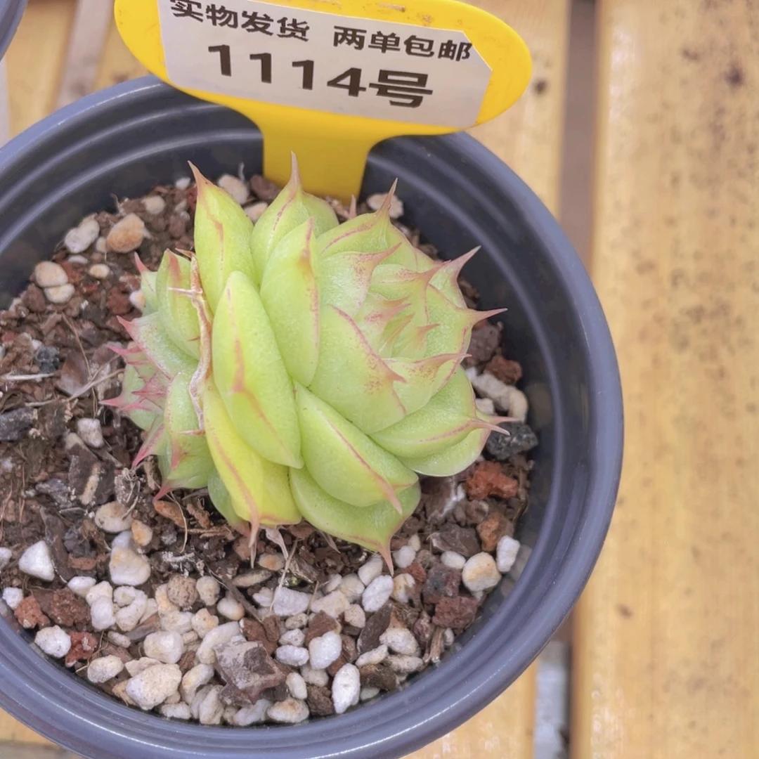 1114号 睫毛精麦秆一个