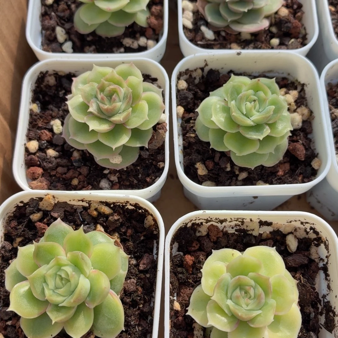 水晶虾饺多肉9.9包邮发货