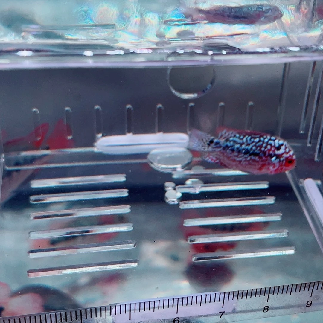 风***山罗汉鱼f3罗汉鱼苗一条