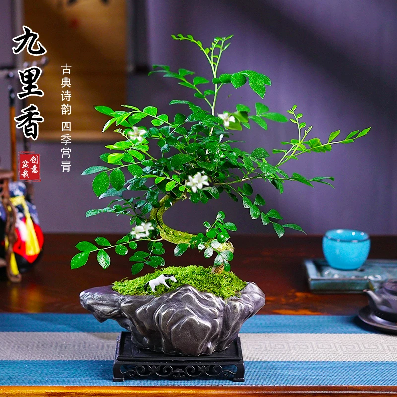 九里香s弯造型绿植花卉四季常青净化空气中式禅意风客厅盆栽盆景
