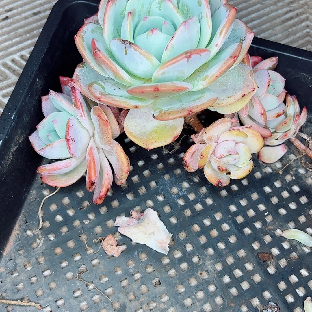 凤橙群生，一物一拍