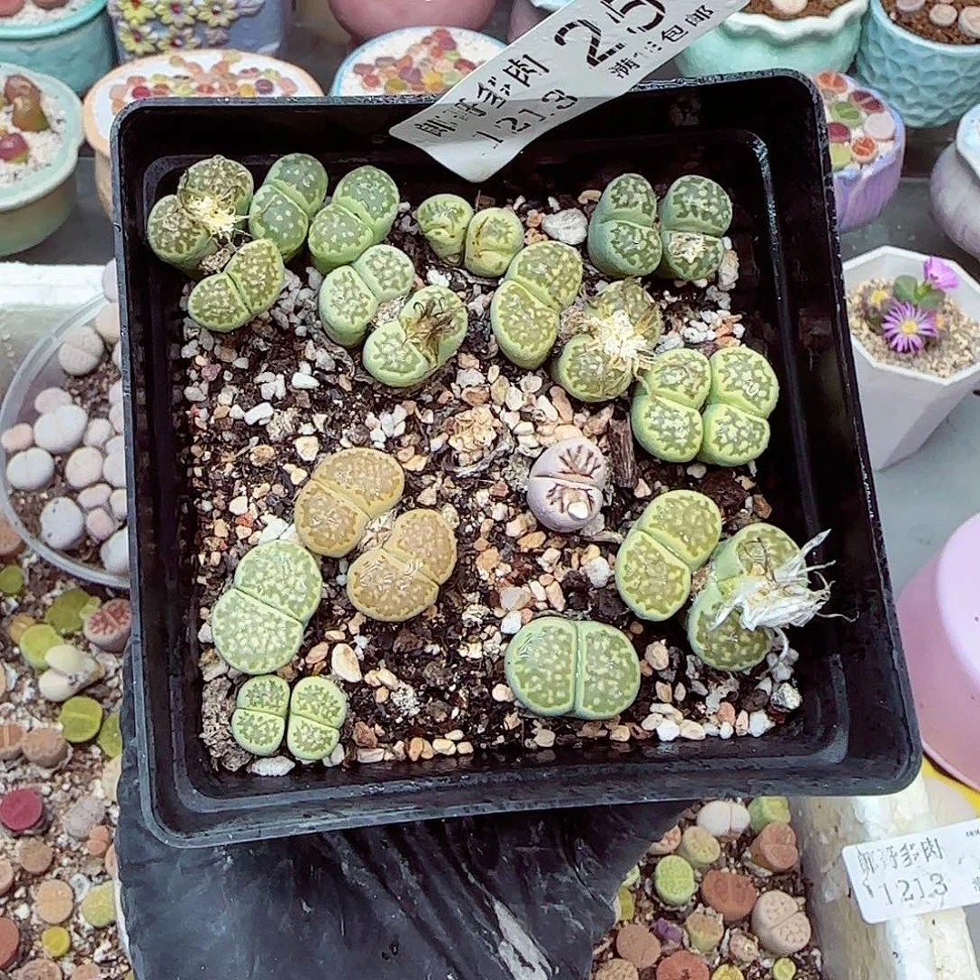 生石花满18包邮1213-25