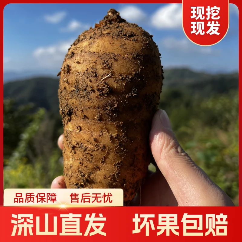 大别山仿野生种植天麻野外新鲜天麻富含天麻素天麻多糖中大果