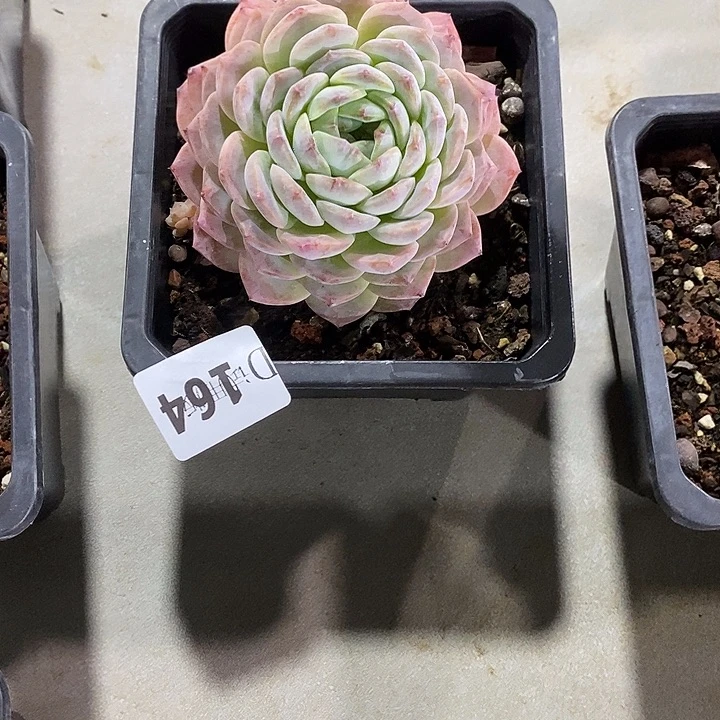 *****164纯爱杂多肉植物多肉