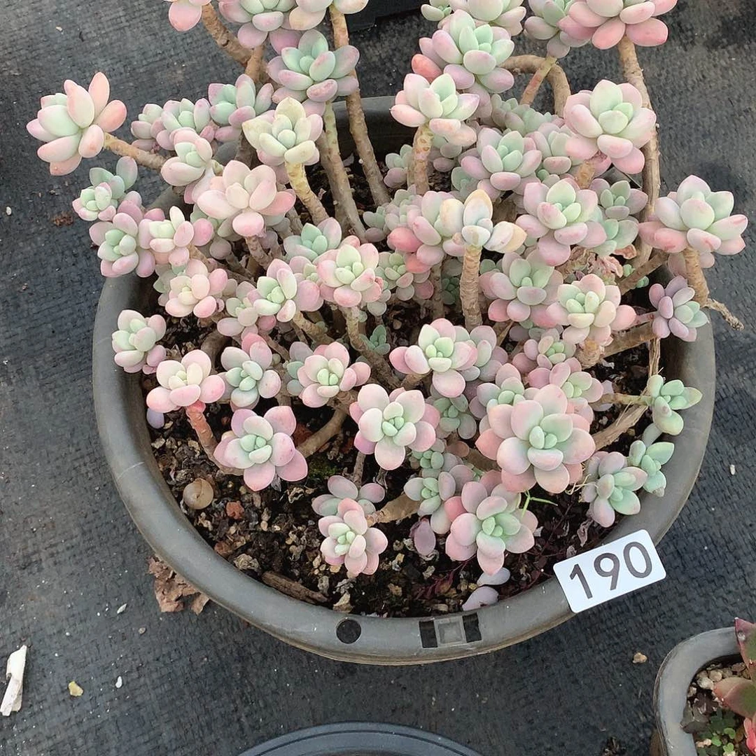 190洛神一物一拍多肉