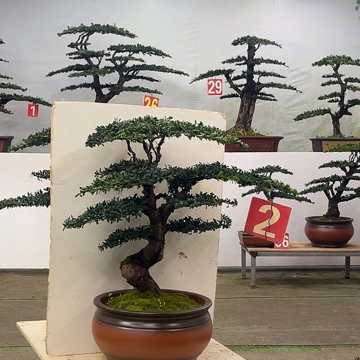 不开花植物红芽珍珠罗汉松