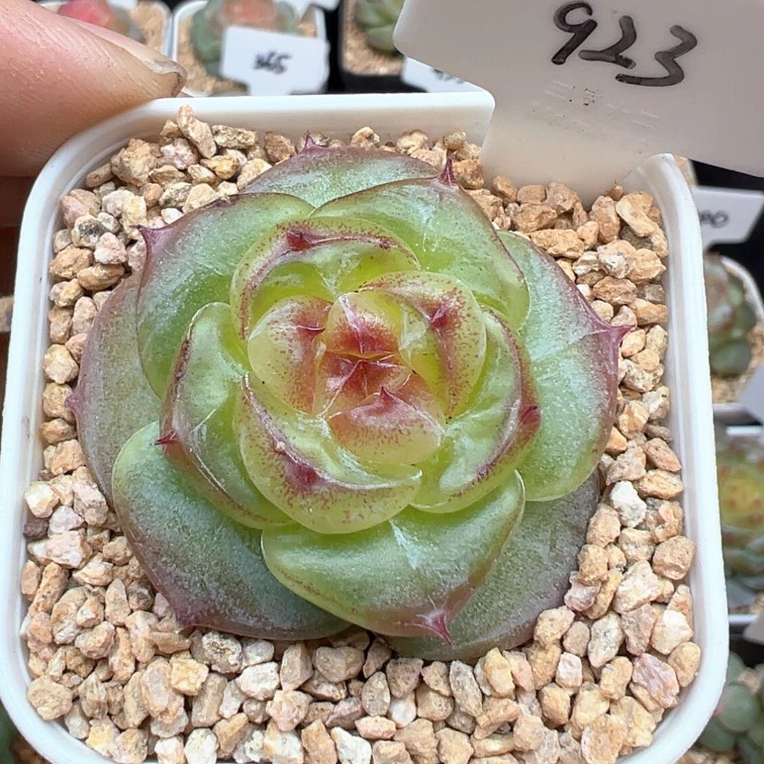 923号绿菩提 晗雨多肉