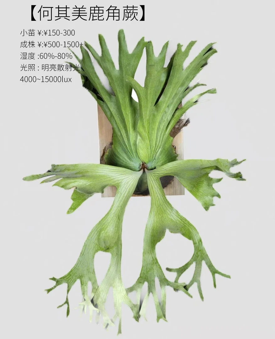 鹿角蕨高端室内壁挂耐热多年生绿植盆栽