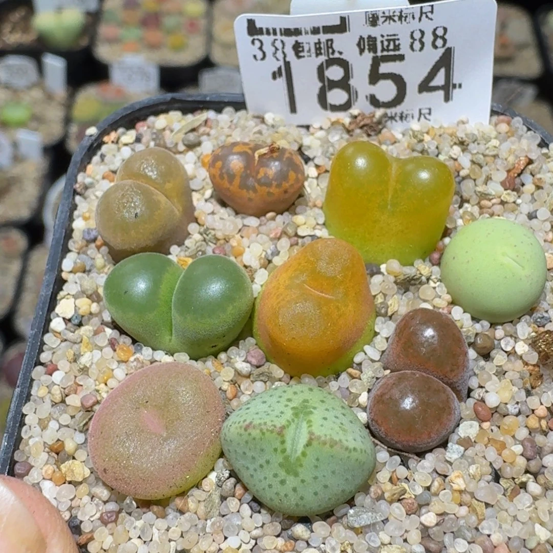 Ssss精品生石花1854