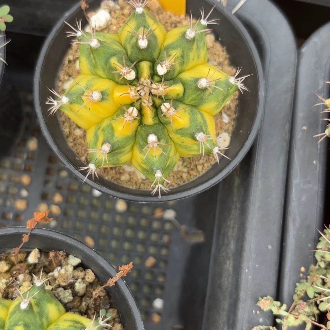 81-0103泰国发货多肉