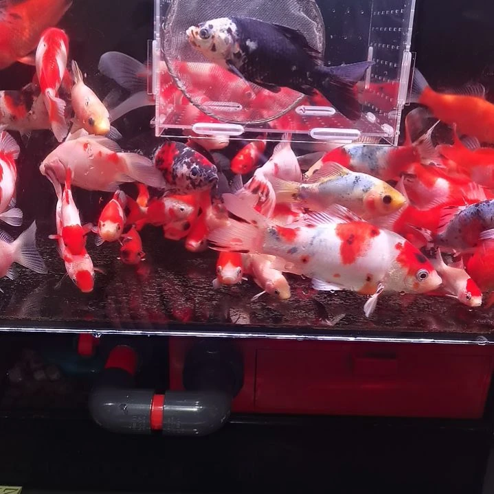 海水鱼草金重墨黑袍