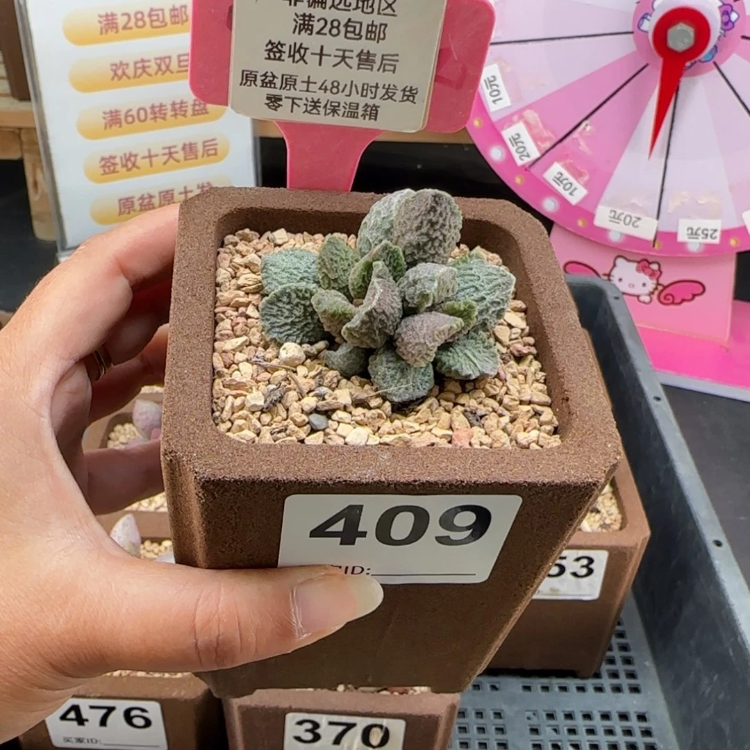 409大鱼海棠多肉植物