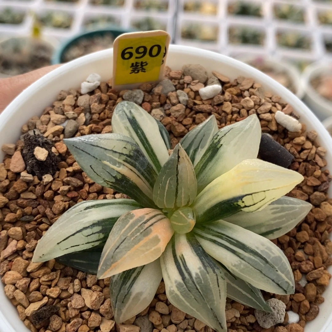 690号西瓜锦多肉植物