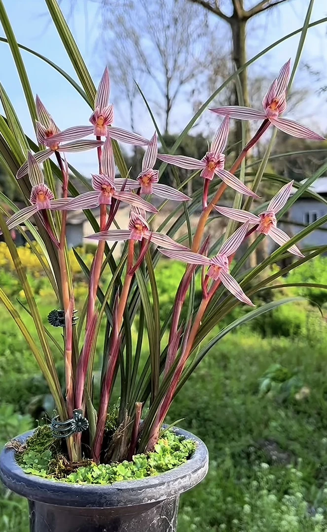 春剑红草名品【水晶红素】幽香型