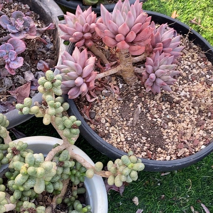 美人系列老桩多头群