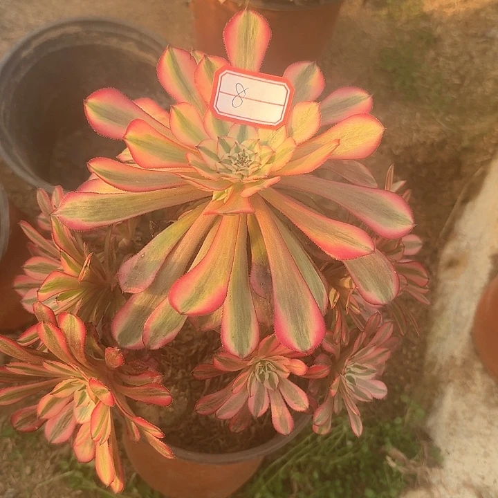 金*多肉植物超白8号无售后