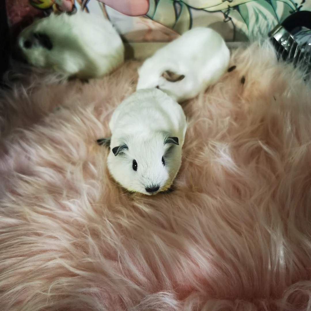 豚鼠白加州妹妹一物一拍包活三天