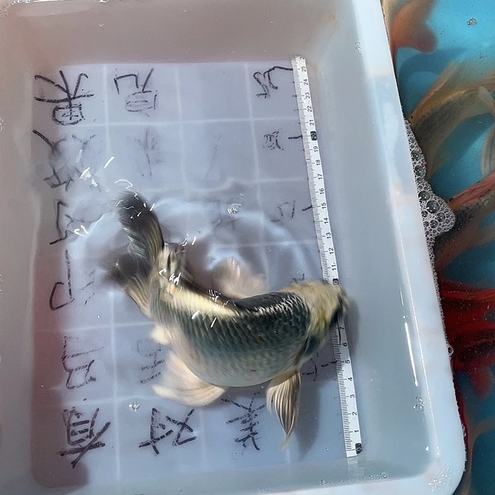 蝴蝶鲤鱼渔场直发02