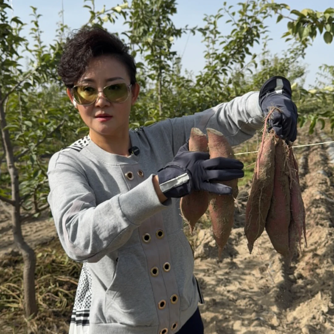 楼兰二姐现挖新疆山药白红薯紫薯密薯甜糯老品种库尔勒哈拉苏村