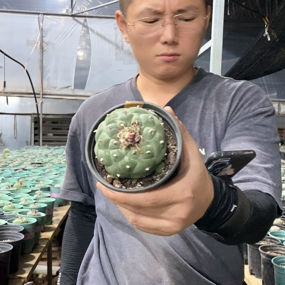 66号选手8公分带盆土