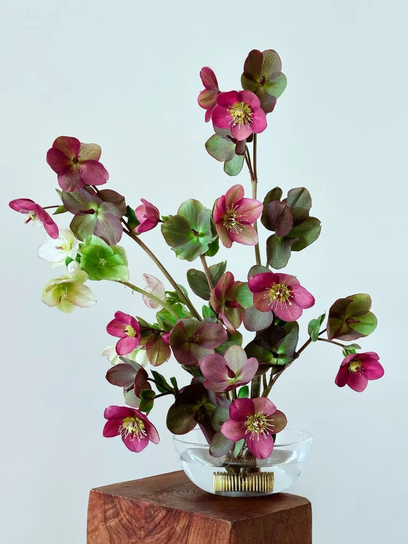 红色兔葵又名铁筷子 小众花材高级感拉满 高档贵货 油画感十足