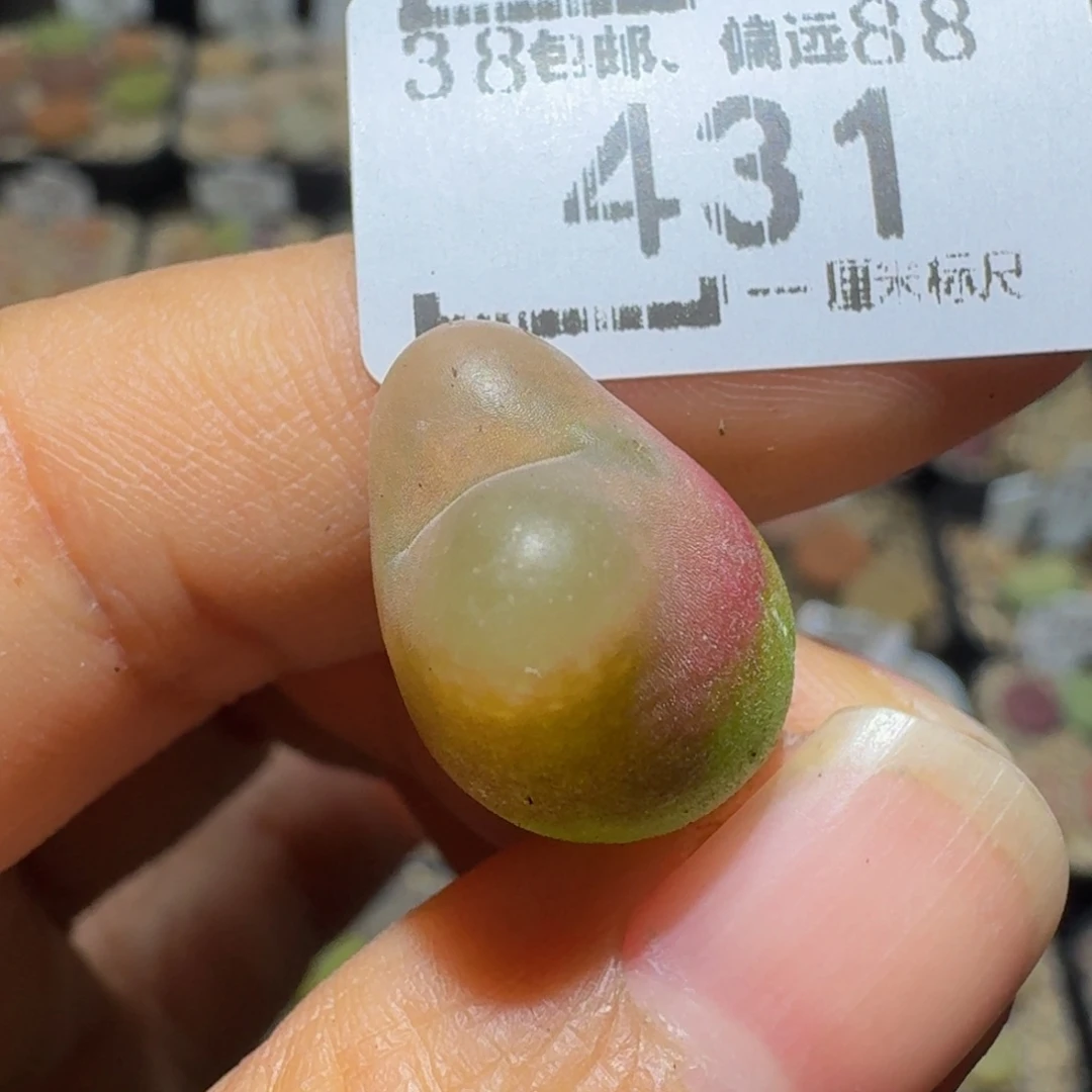 Ssss精品生石花431