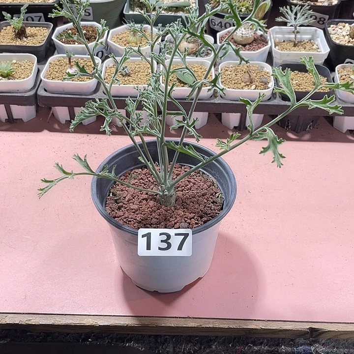 137沉香鹿茸杨葵，