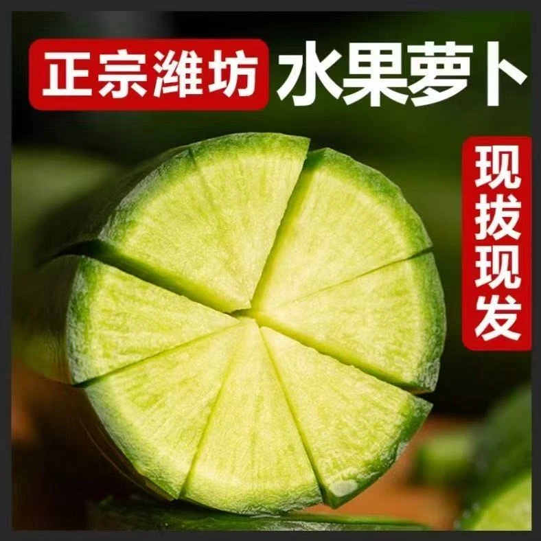 【潍坊直发】水果萝卜正宗山东潍坊脆甜多汁生吃微辣青萝卜