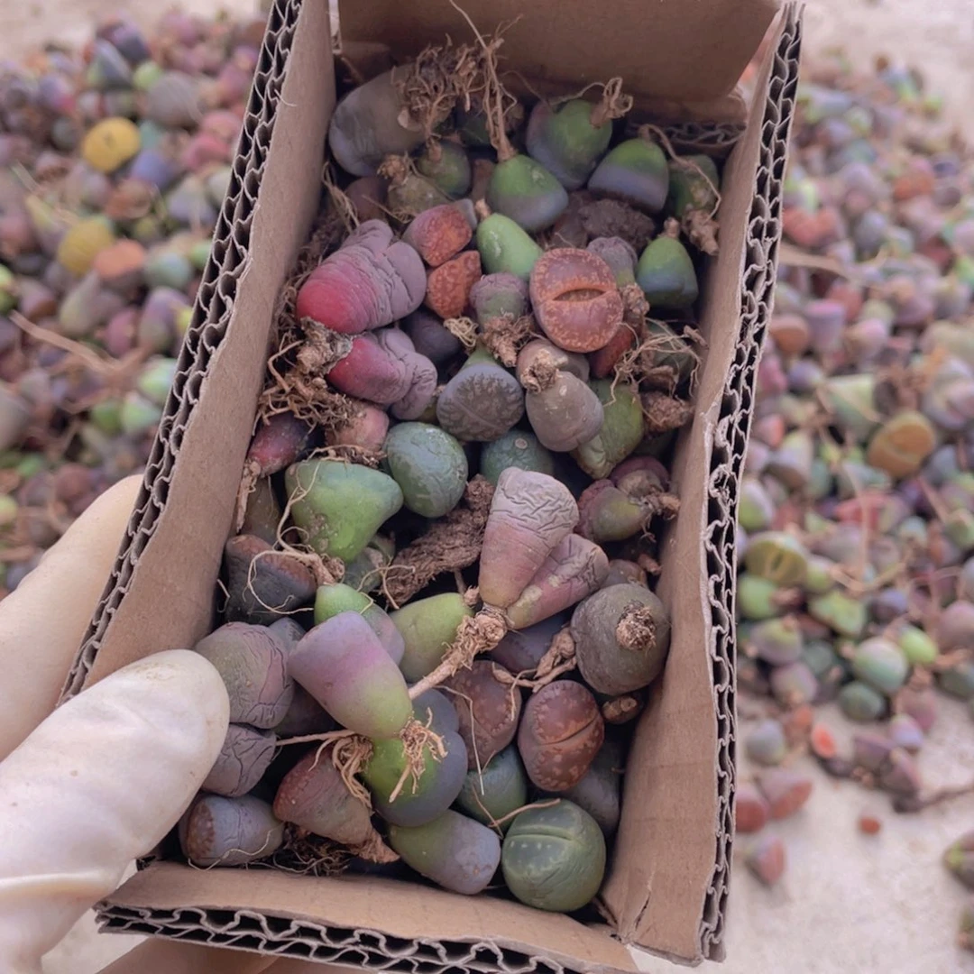 一箱脱土单头888888888888