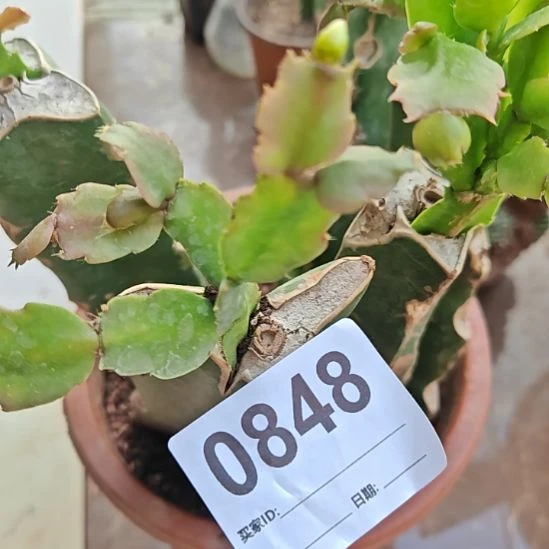 2228嫁接零度之上包邮848