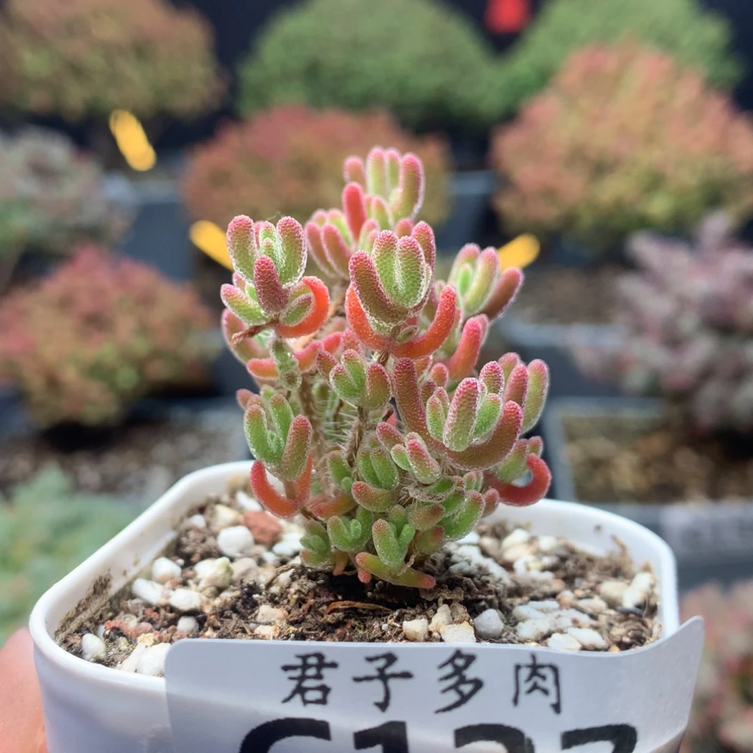 c122冰橙枝干番杏