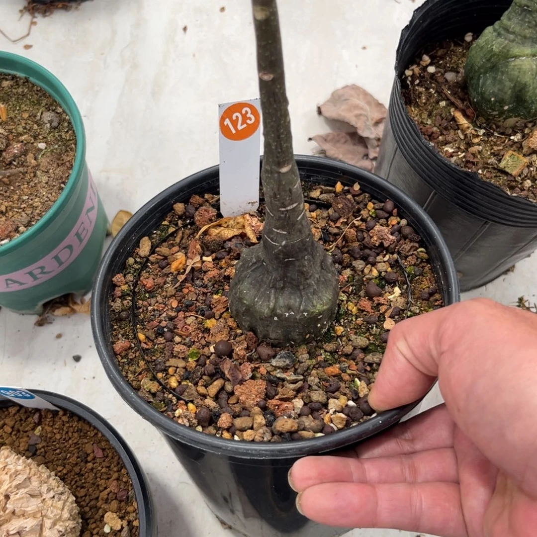 123红叶西番莲带盆带土发货