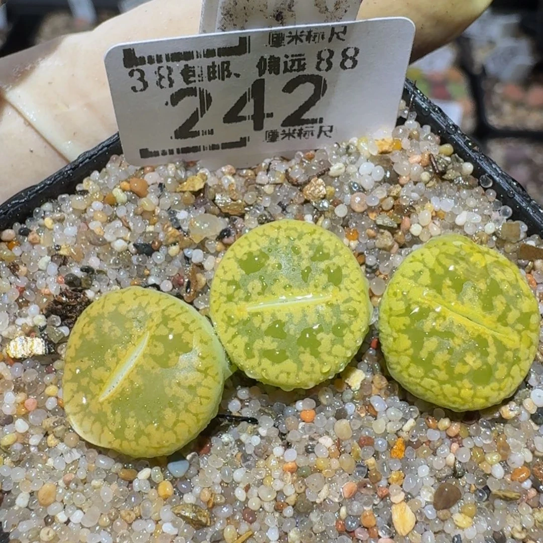 zzzz精品生石花242