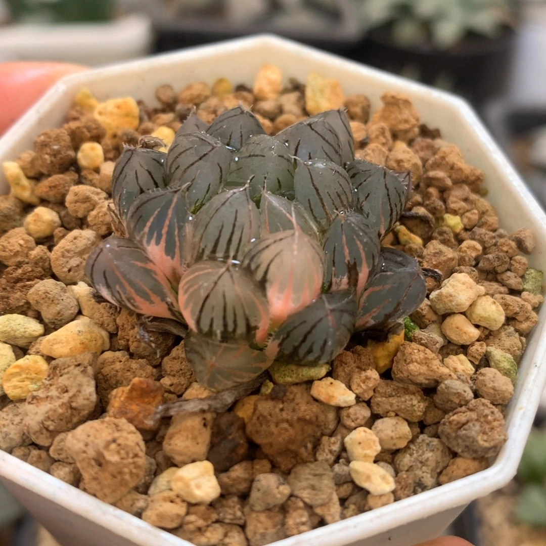 霓虹灯玉露锦，带盆
