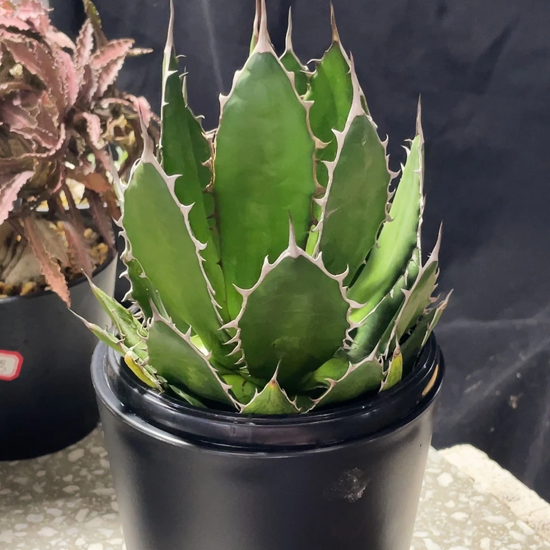 栽***头666666666666666666666666