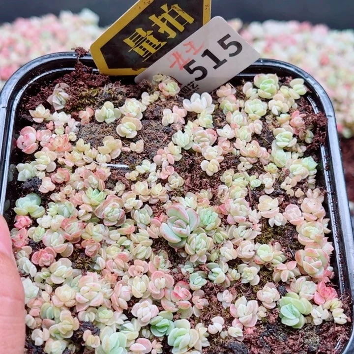 多肉植物多肉植物