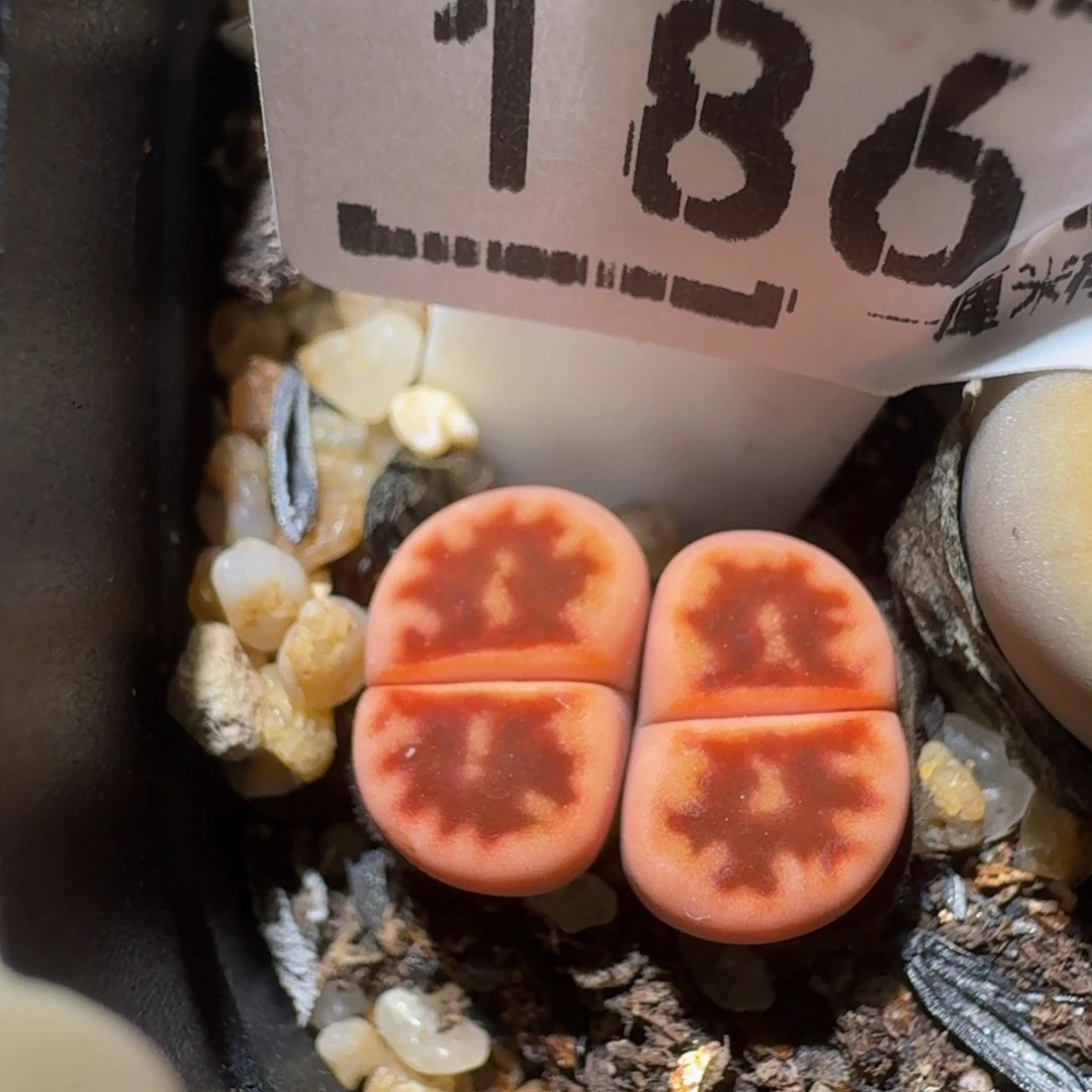 zzzz生石花肉锥1861锦